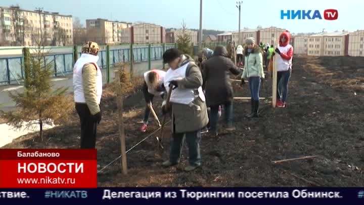 500 саженцев лиственницы теперь украшают улицы и скверы города Балабаново