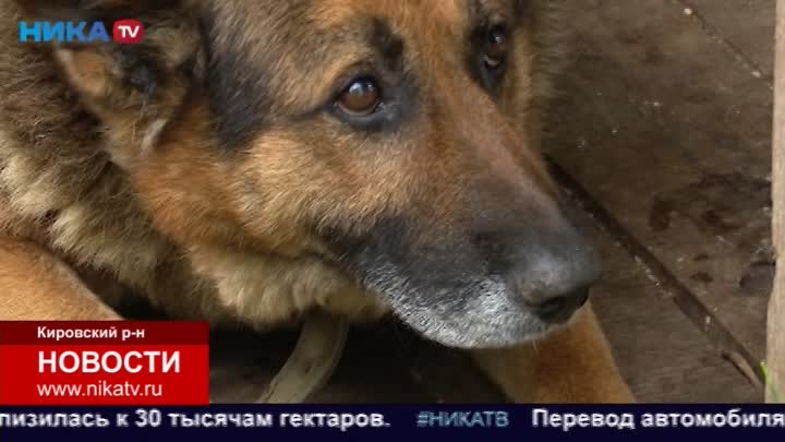 Кировчанин, который привязал собаку к машине и ехал с ней по городу, заявляет, что сожалеет о содеянном