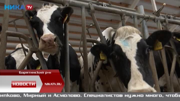 Ферма в Калужской области развивается в условиях западных санкций