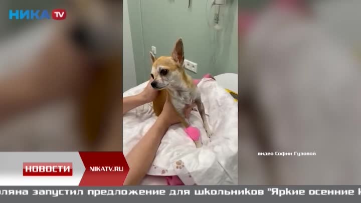 Инцидент с нападением на собаку в магазине стал самым обсуждаемым событием недели в Калужской области