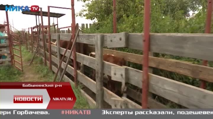 Как проходят будни ветеринарной службы в Калужской области