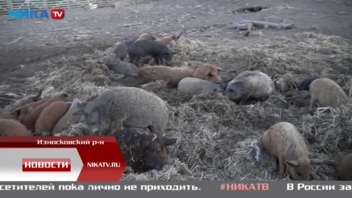 В Износковском районе сожгли свиней
