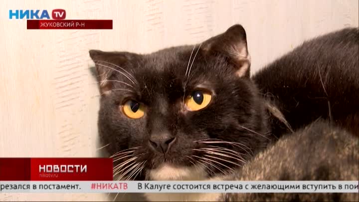 Кошачий «Алькатрас» в Обнинске: где и как живут 150 вызволенных животных