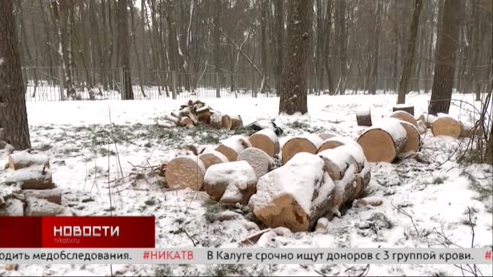 Комсомольскую рощу расчищают от аварийных деревьев