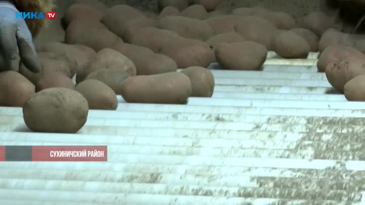 Калужские фермеры отправили в ЛНР 20 тонн картофеля