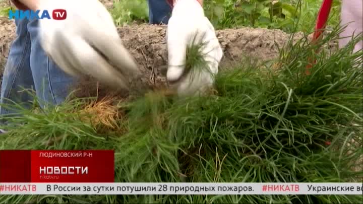 В Людиновском районе при участии сотрудников «Кроношпан» и экоактивистов высадили 9 000 сосен