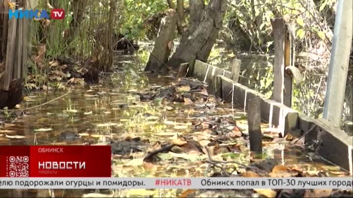 Жители Обнинска не могут выгнать бобров