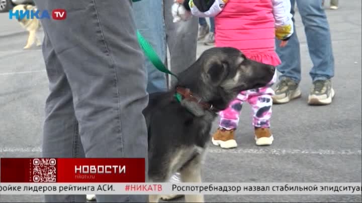 На Яченском водохранилище прошёл фестиваль кошек и собак «Дружные судьбы»